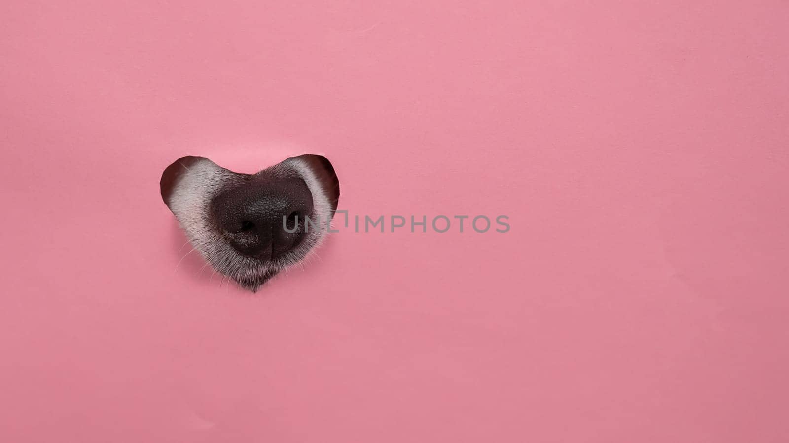 A dog's nose sticks out of a pink cardboard background. A hole in the shape of a heart