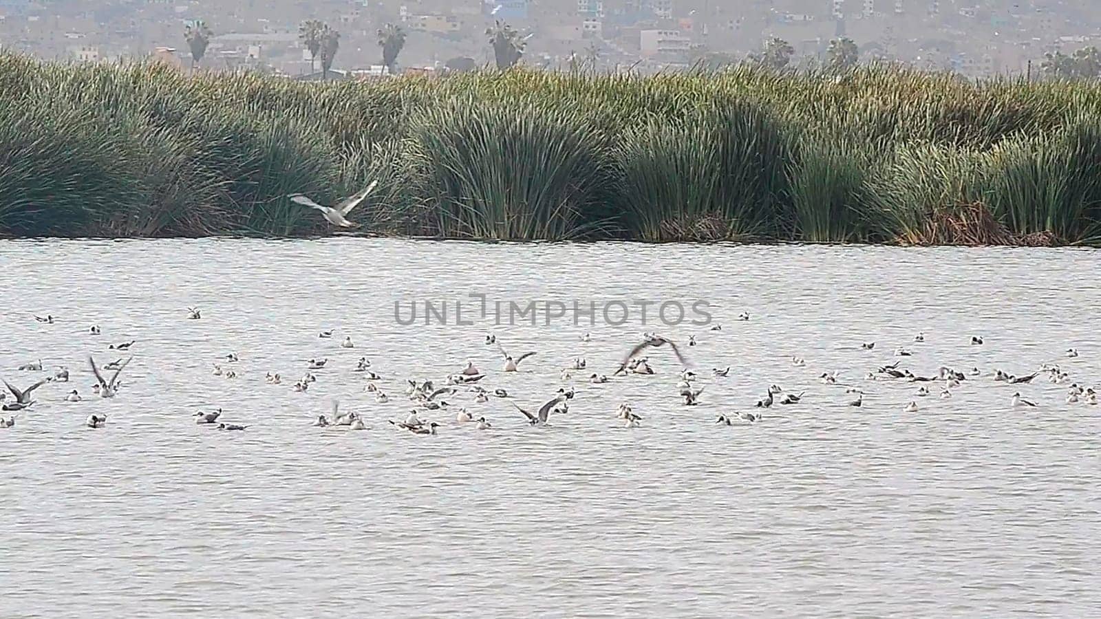 Group of birds resting in the lagoon of the swamps of villa located in the district of Chorrillos, Lima - Peru. by Peruphotoart