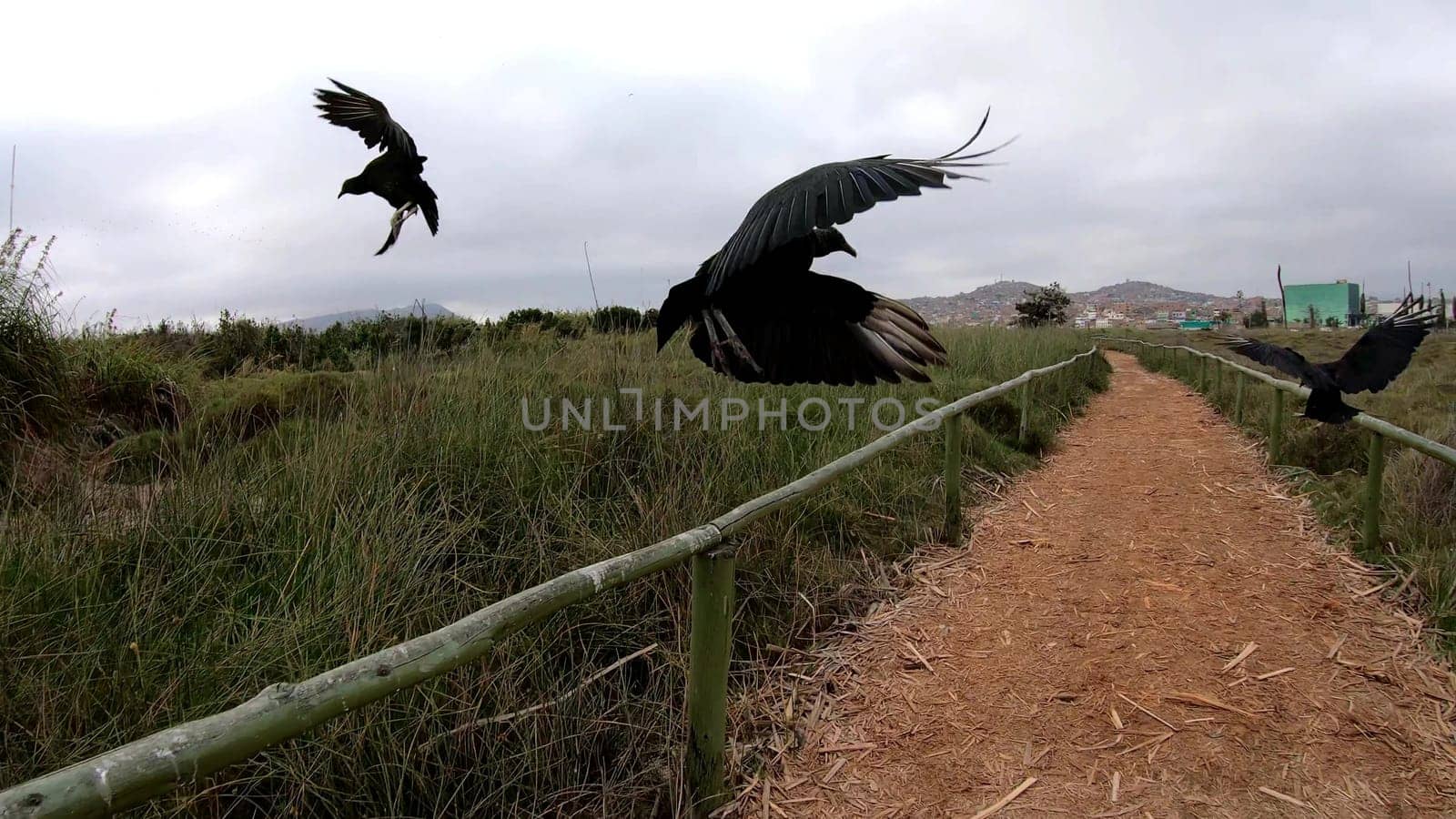 Vulture bird or gallinazo. It is a scavenger, but also feeds on eggs and newborn animals. In places populated by man, he also feeds on garbage dumps. by Peruphotoart