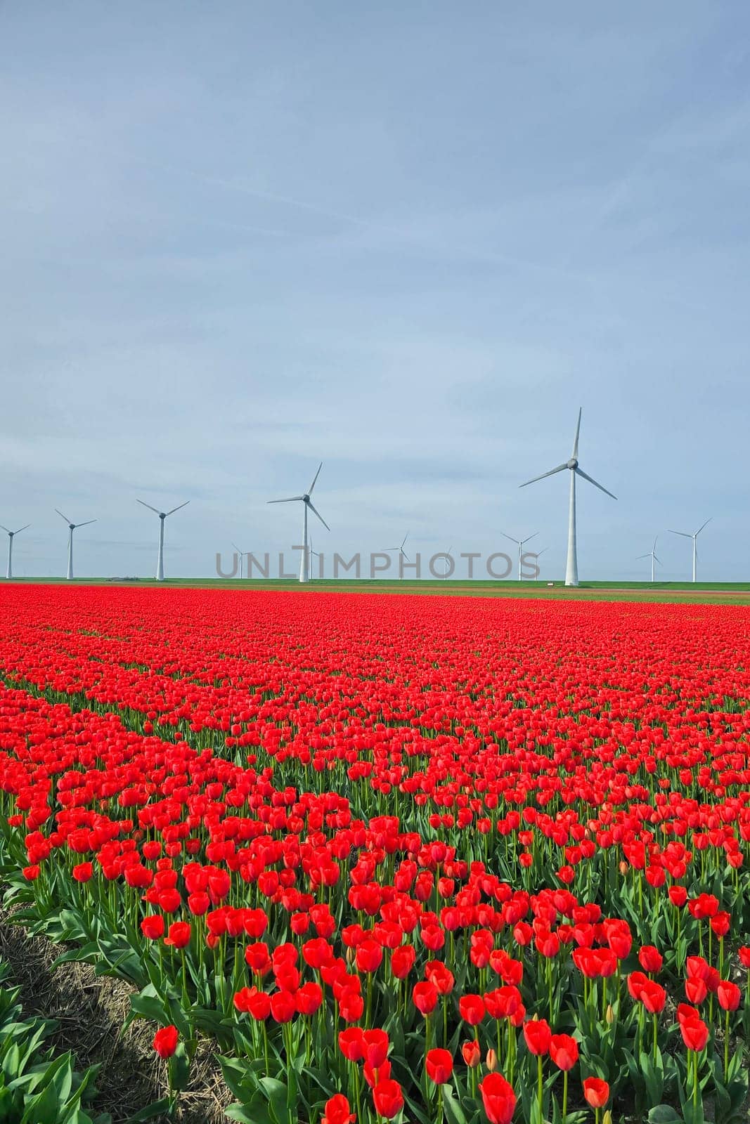 windmill park with tulip flowers in Spring, windmill turbines Netherlands Europe by fokkebok