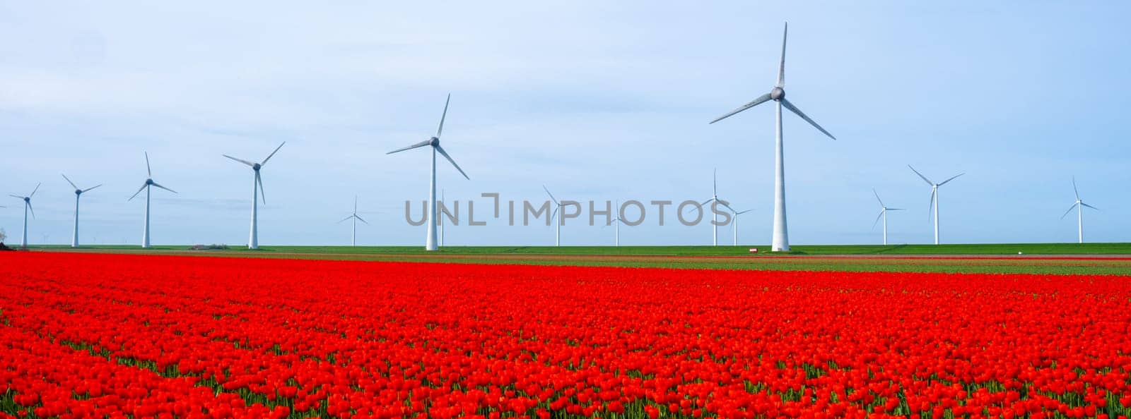 windmill park with tulip flowers in Spring, windmill turbines in the Netherlands Europe. windmill turbines in the Noordoostpolder Flevoland, line of windmills and spring flowers red tulips