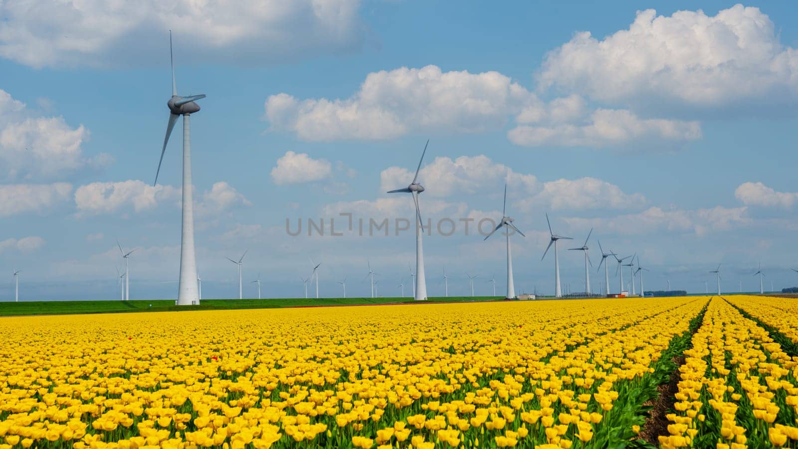 windmill park with tulip flowers in Spring, windmill turbines Netherlands Europe by fokkebok