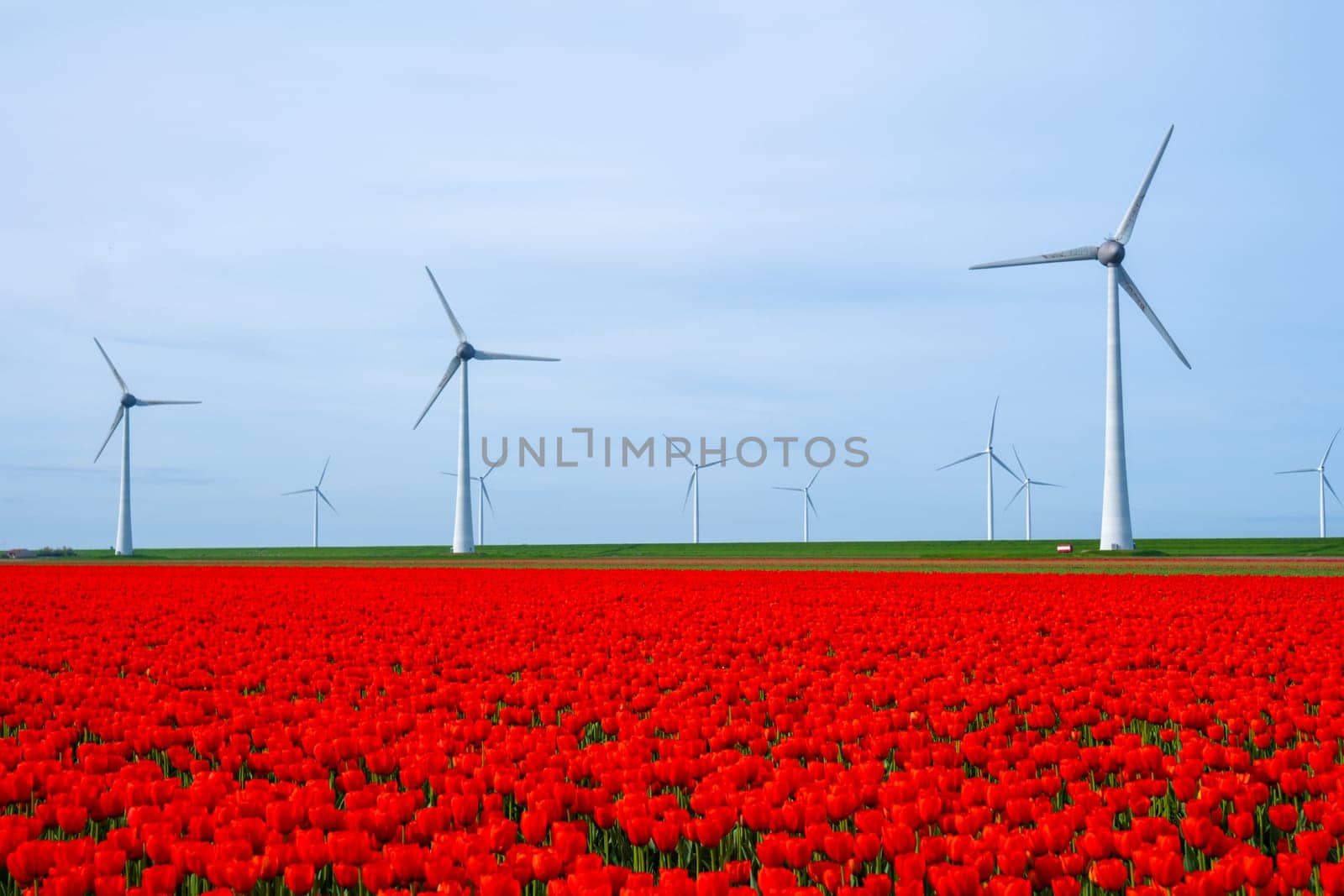 windmill park with tulip flowers in Spring, windmill turbines in the Netherlands in Springtime