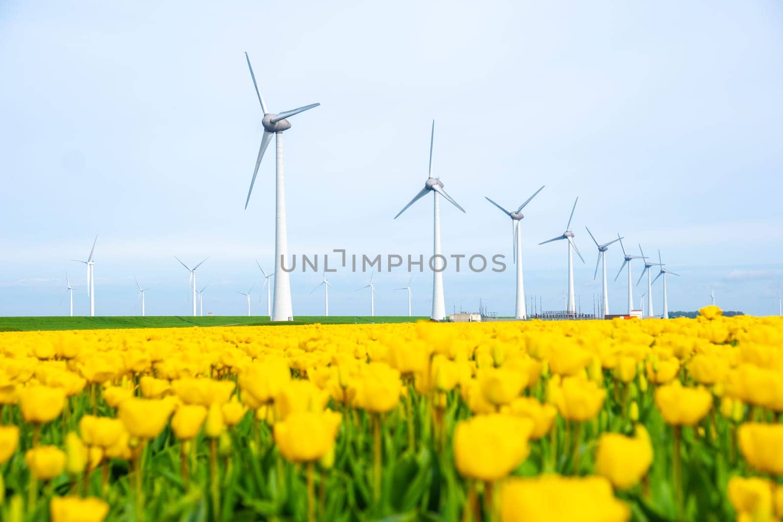 windmill park with tulip flowers in Springtime, windmill turbines in the Netherlands Europe. windmill turbines in the Noordoostpolder Flevoland, yellow tulip field in Spring