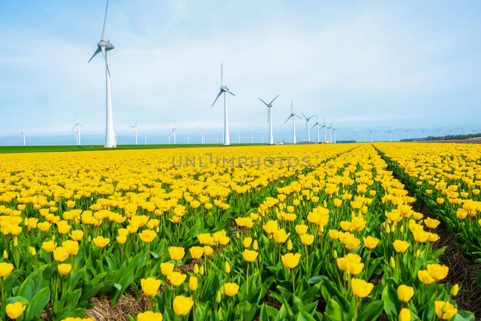 windmill park with tulip flowers in Spring, windmill turbines in the Netherlands Europe. windmill turbines in the Noordoostpolder Flevoland