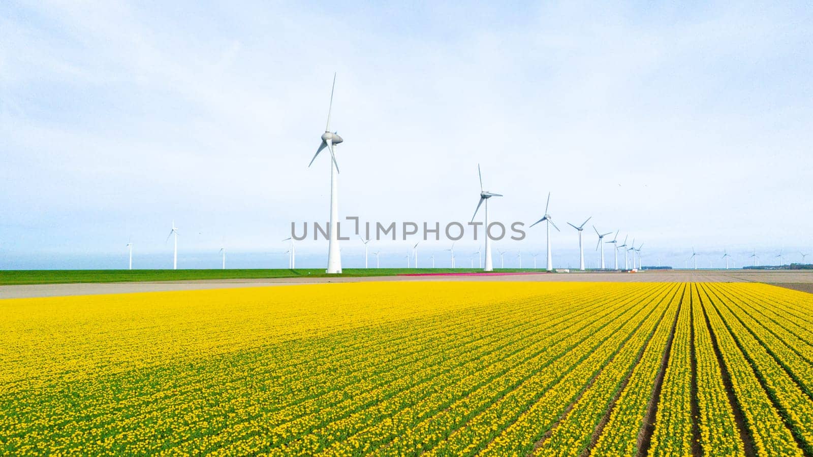 windmill park with tulip flowers in Spring, windmill turbines in the Netherlands Europe. windmill turbines in the Noordoostpolder Flevoland, tulip bulbs