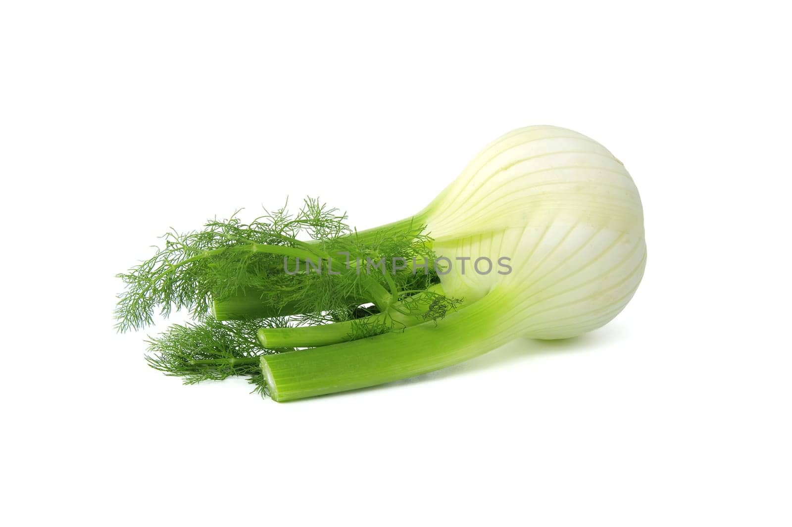 Whole fennel bulb predominantly light yellow, with contrasting shades of green on the stalks and feathery leaves isolated on white background