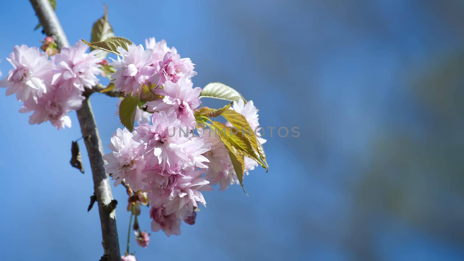 Sakura blooms on the branch create a vivid pink flower backdrop that contrasts with the serene sky above, evoking a feeling of vibrancy and vigor