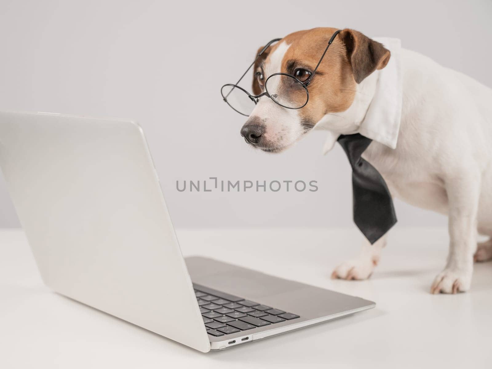 Cute Jack Russell Terrier dog wearing glasses and a tie sits at a laptop on a white background