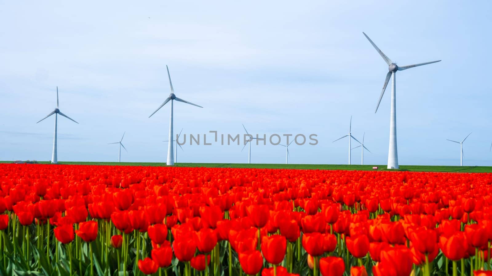 windmill park with tulip flowers in Spring, windmill turbines Netherlands Europe by fokkebok