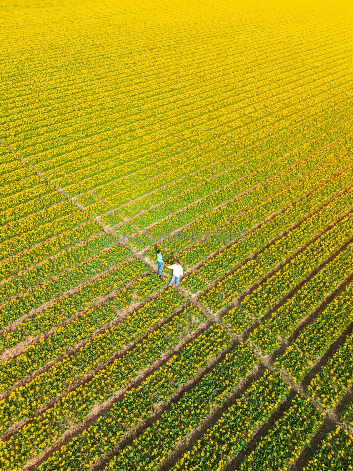 Men and women in flower fields seen from above with a drone in the Netherlands, Tulip fields in the Netherlands during Spring, diverse couple in spring flower field, Asian women and caucasian men