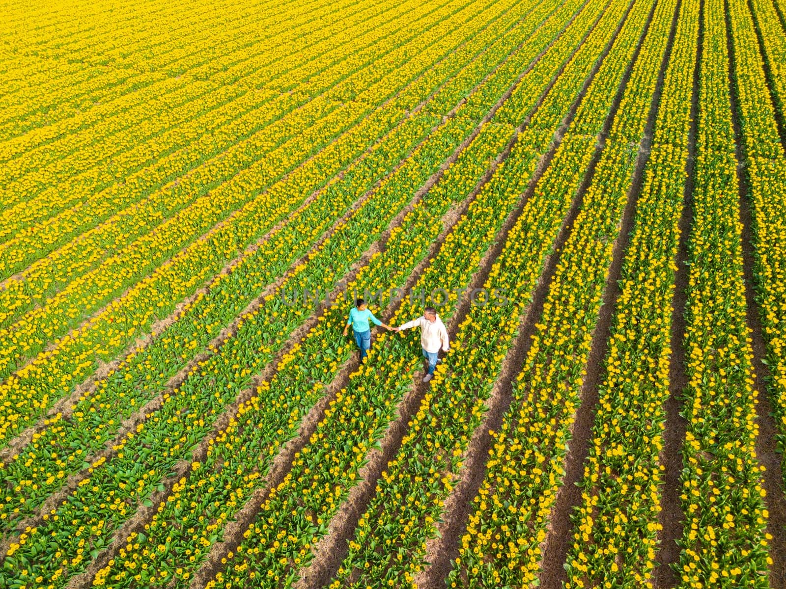 Men and women in flower fields seen from above with a drone in the Netherlands, Tulip fields in the Netherlands during Spring, young diverse couple in spring flower field