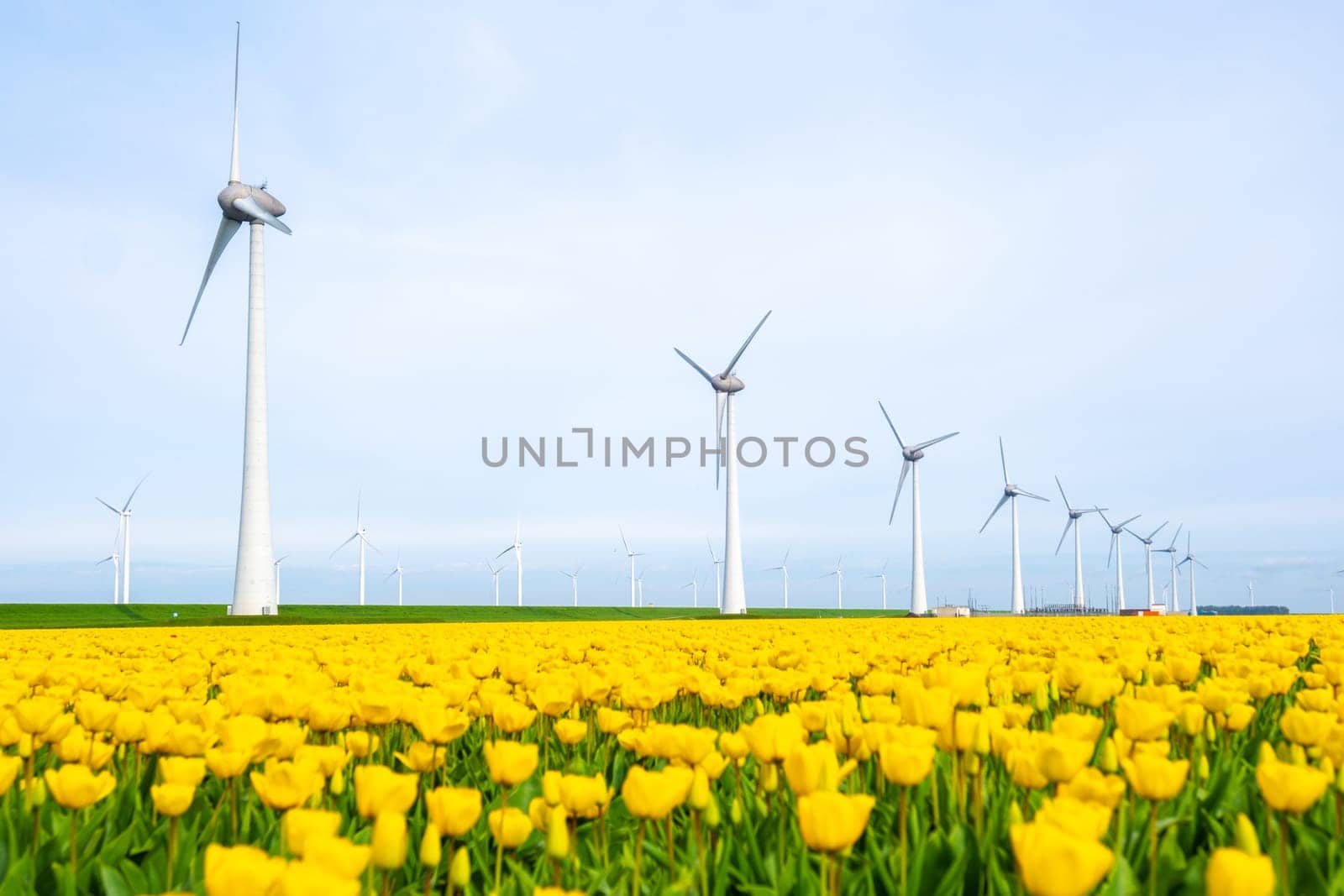 windmill park with yellow tulip flowers in Spring, windmill turbines in the Netherlands