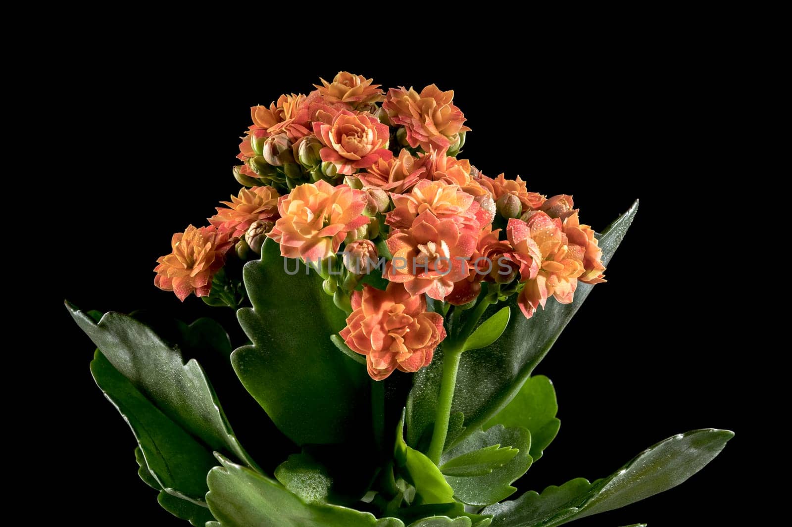 Beautiful blooming Orange kalanchoe flowers isolated on a black background. Flower heads close-up.