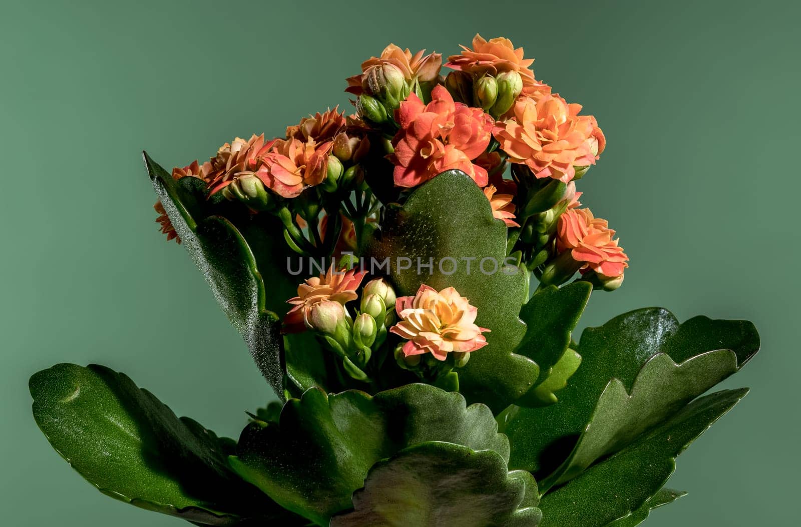 Orange kalanchoe flowers on a green background by Multipedia