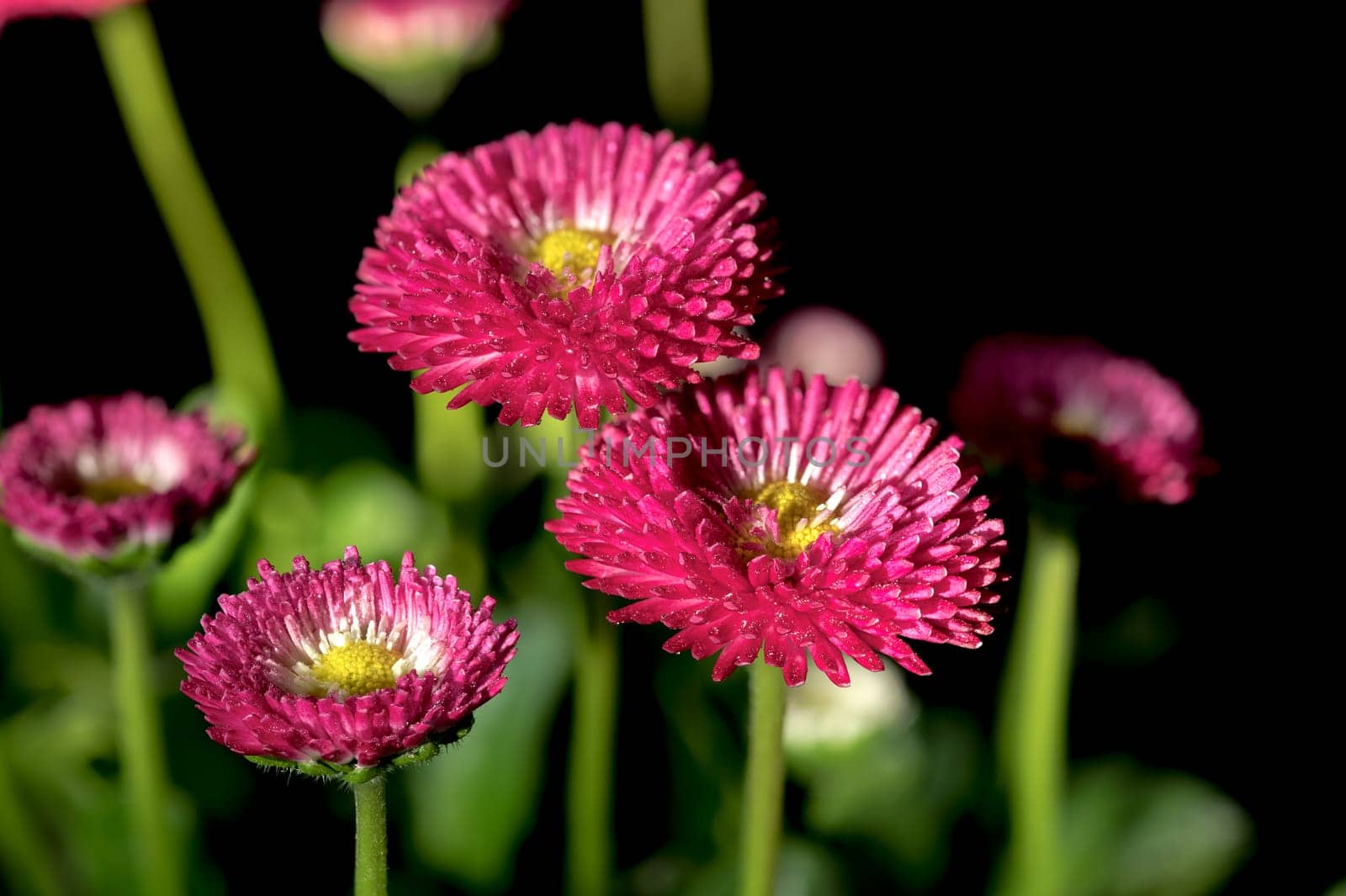 Beautiful blooming Daisy red Bellis flowers isolated on a black background. Flower head close-up.