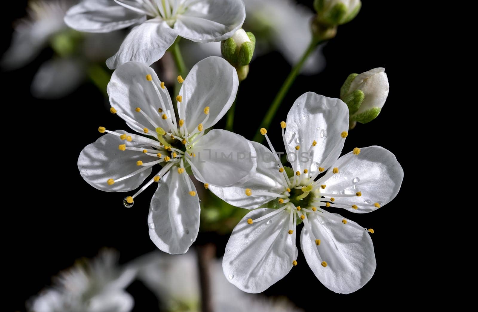 Blooming white cherry tree flowers on a black background by Multipedia