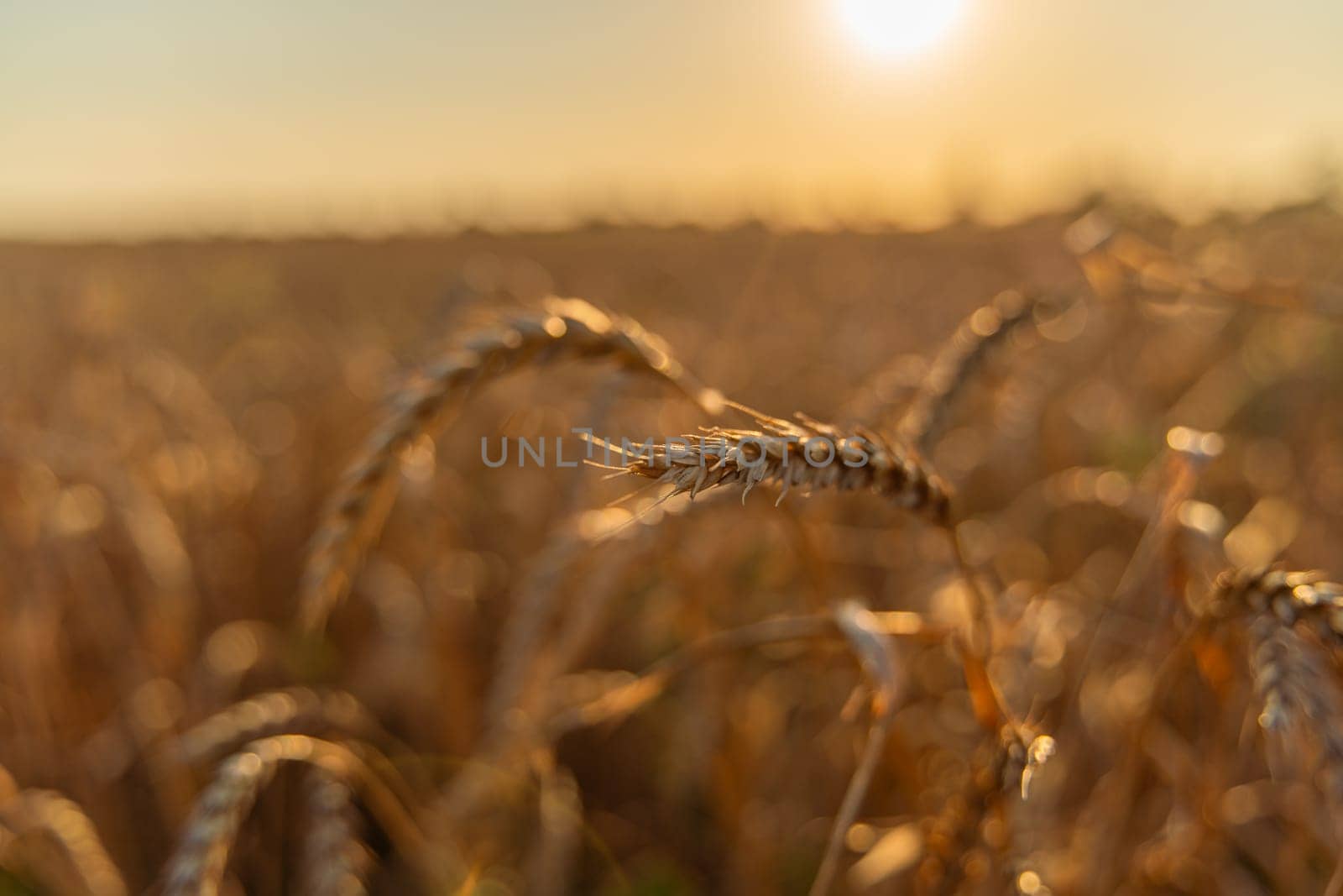 Wheat field background of ripening ears of wheat field. Rural landscapes under bright sunlight. Rich harvest concept