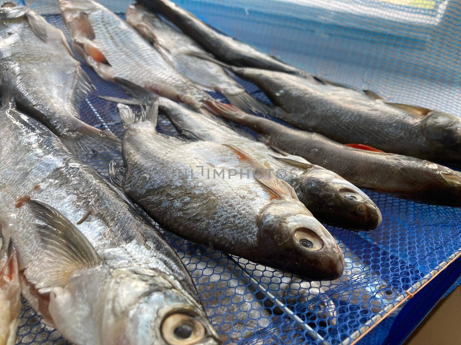 Drying salted fish for the jerky