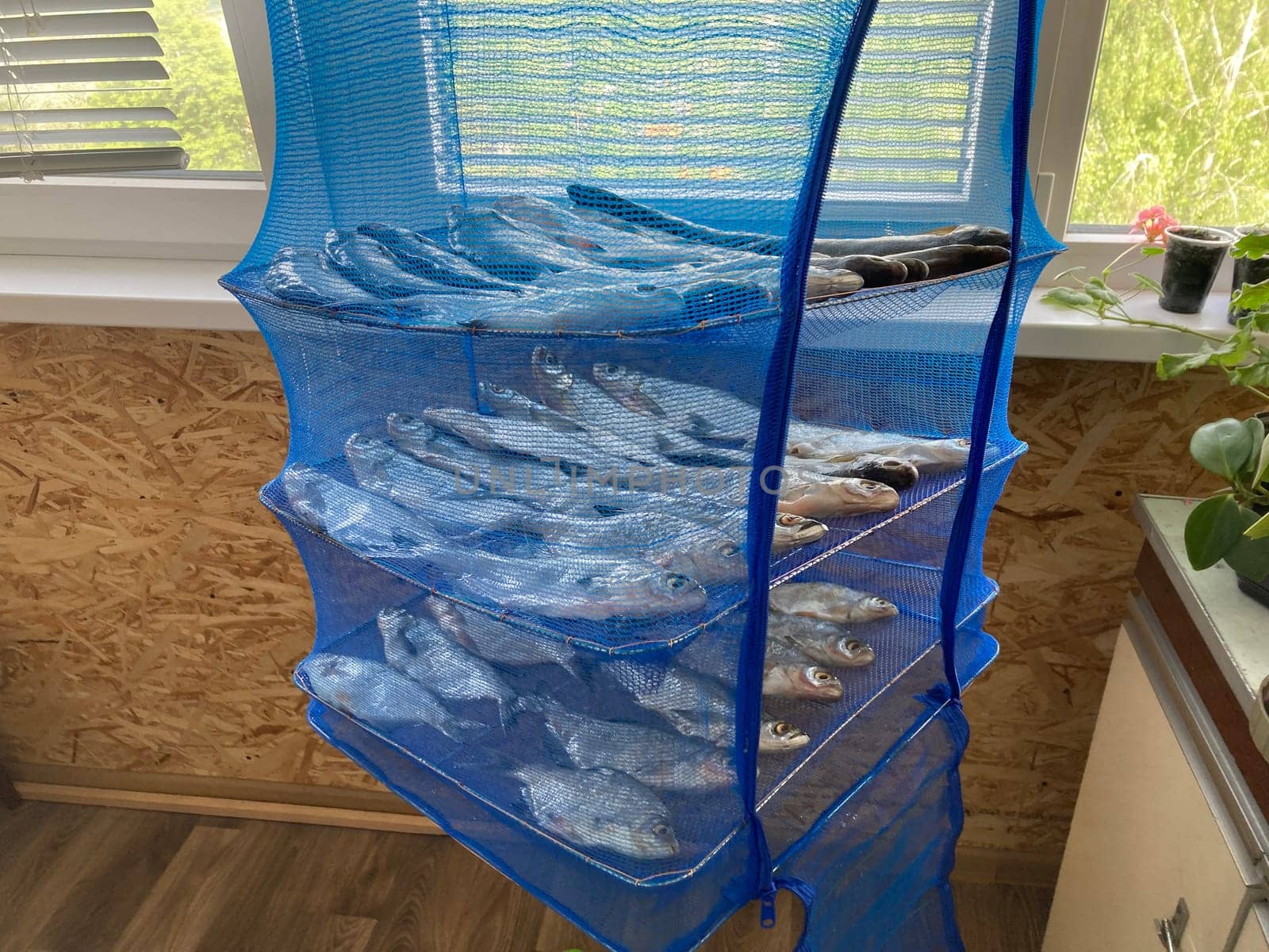 Drying salted fish for the jerky