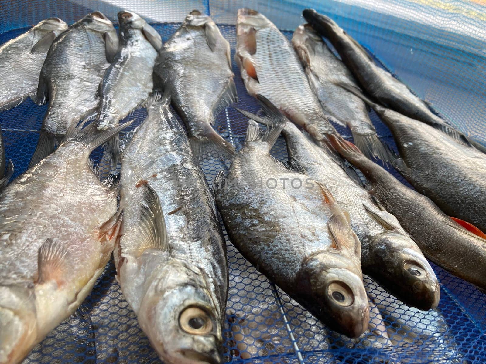 Drying salted fish for the jerky