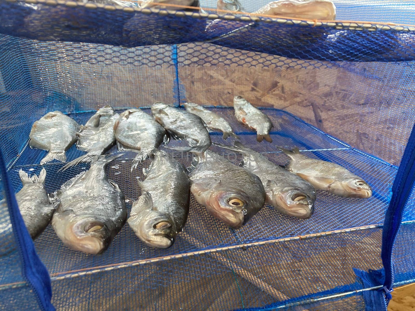 Drying salted fish for the jerky