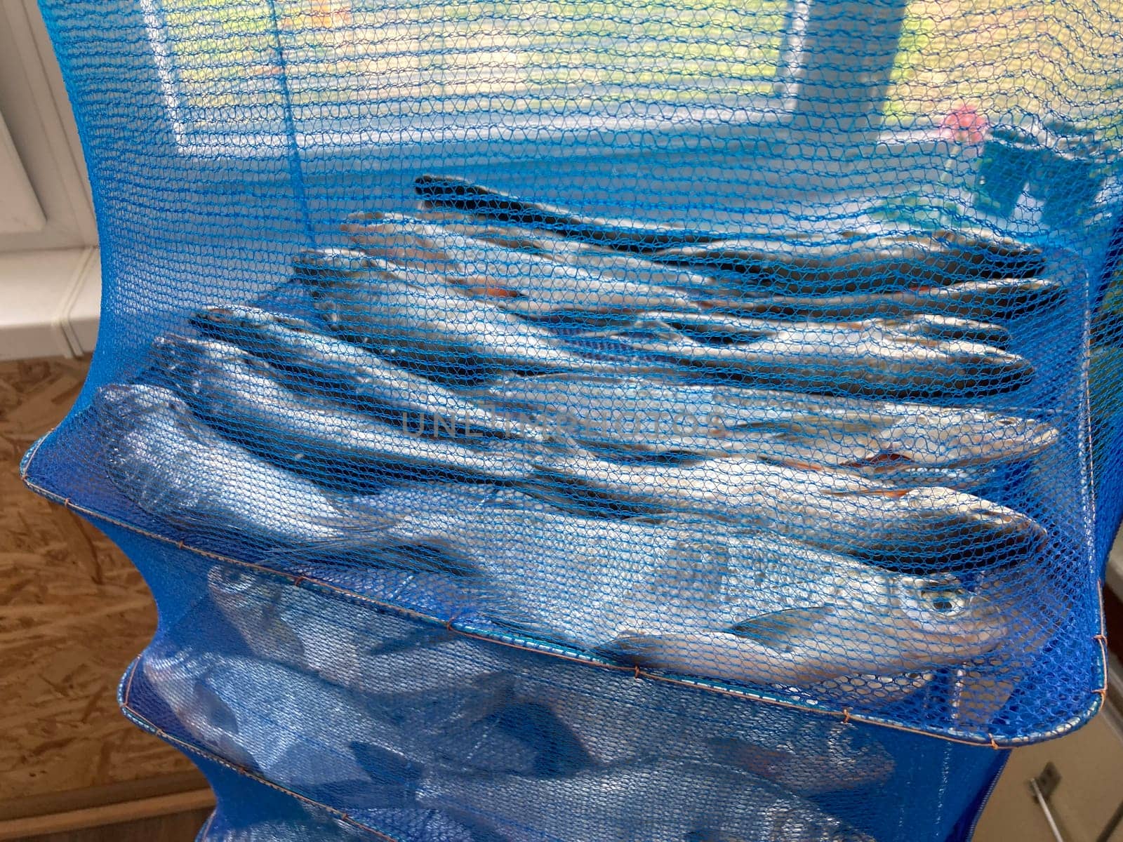 Drying salted fish for the jerky