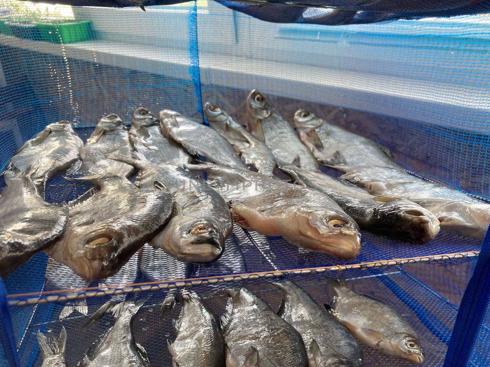 Drying salted fish for the jerky