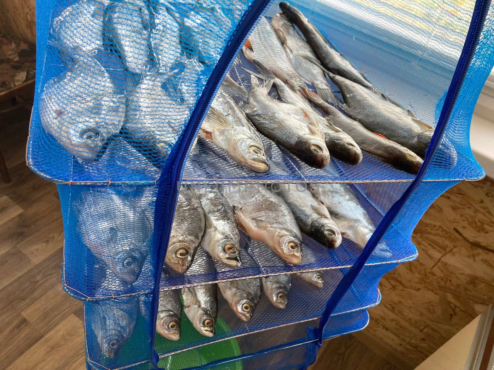 Drying salted fish for the jerky