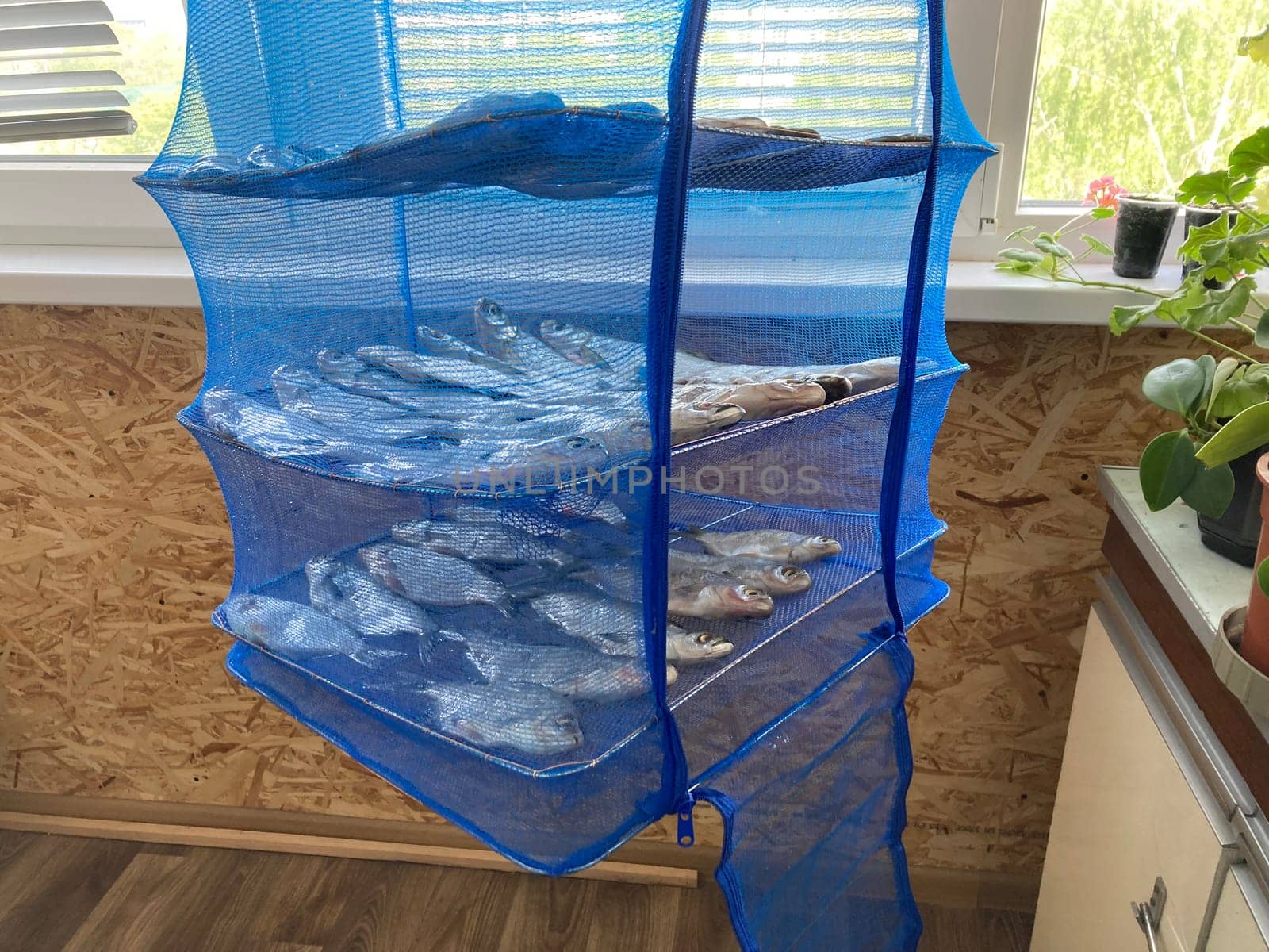 Drying salted fish for the jerky