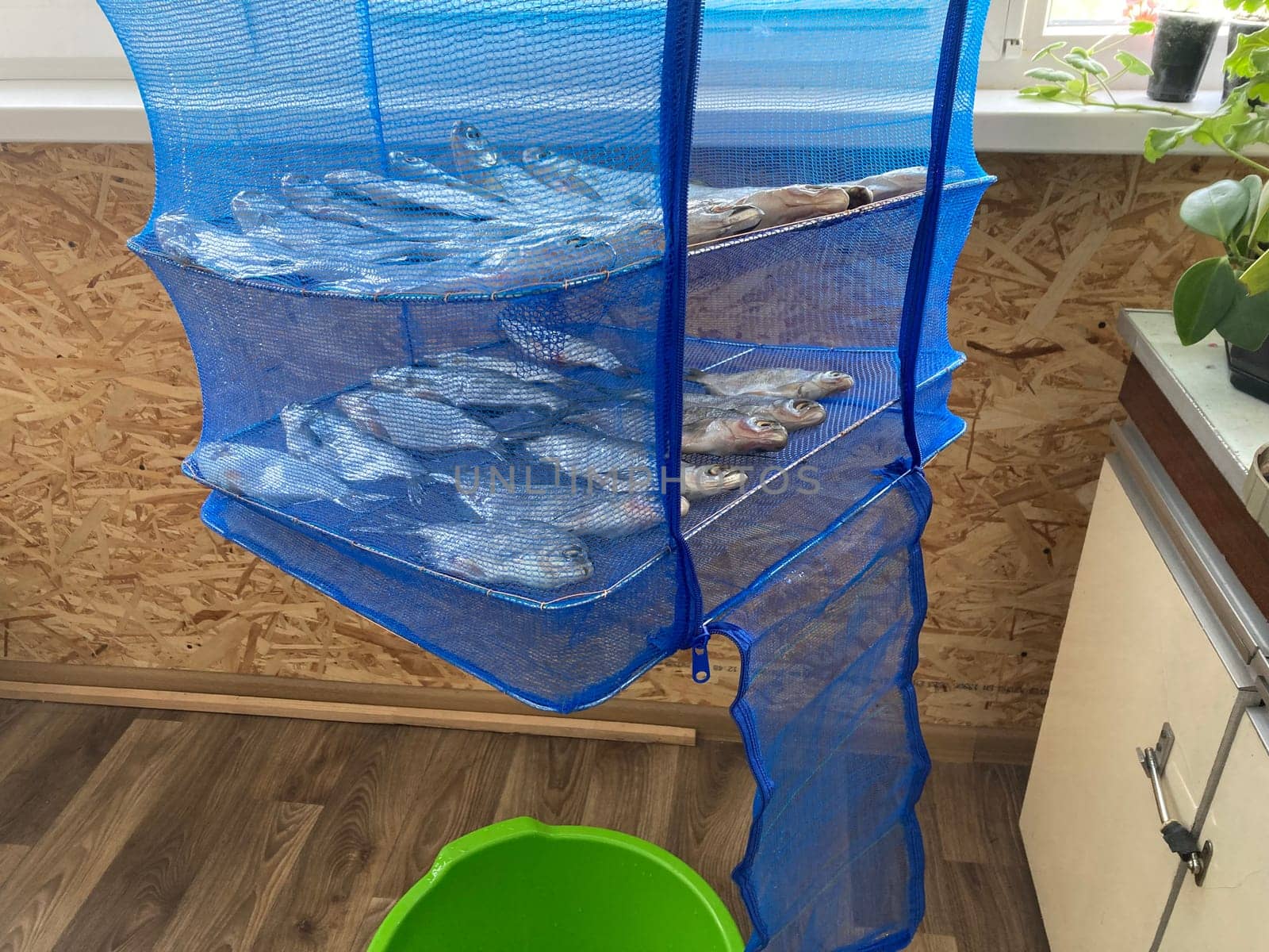 Drying salted fish for the jerky