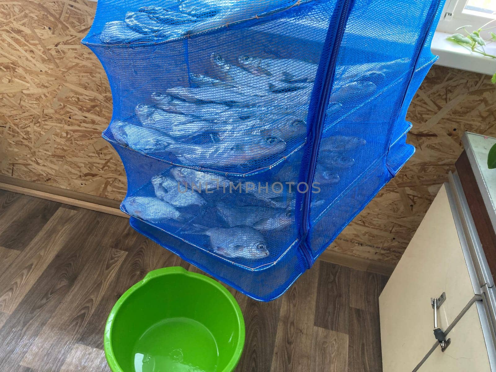 Drying salted fish for the jerky