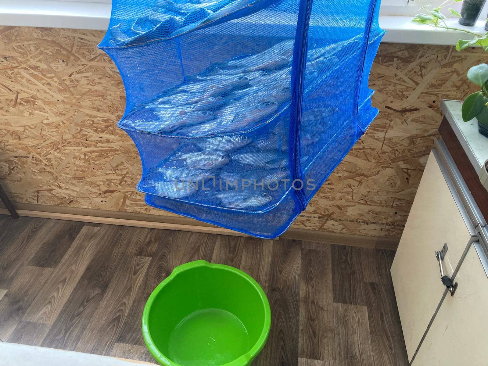 Drying salted fish for the jerky