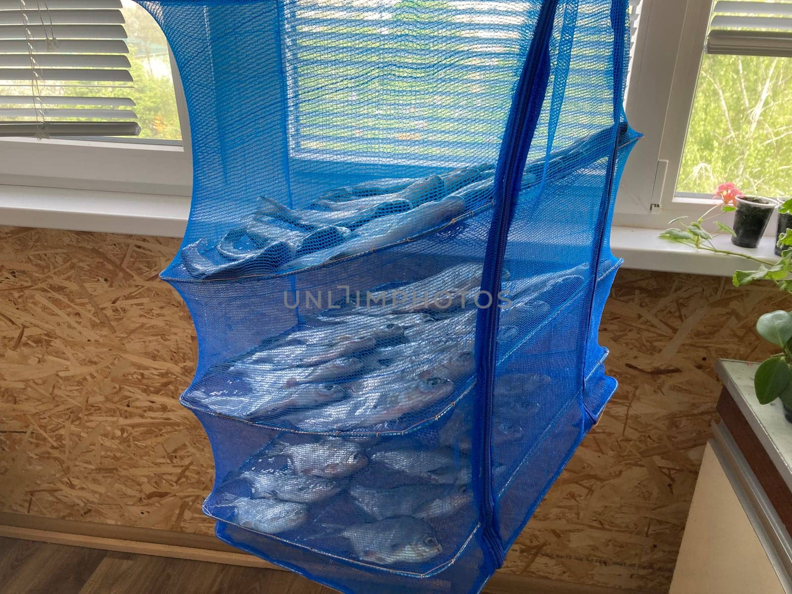 Drying salted fish for the jerky