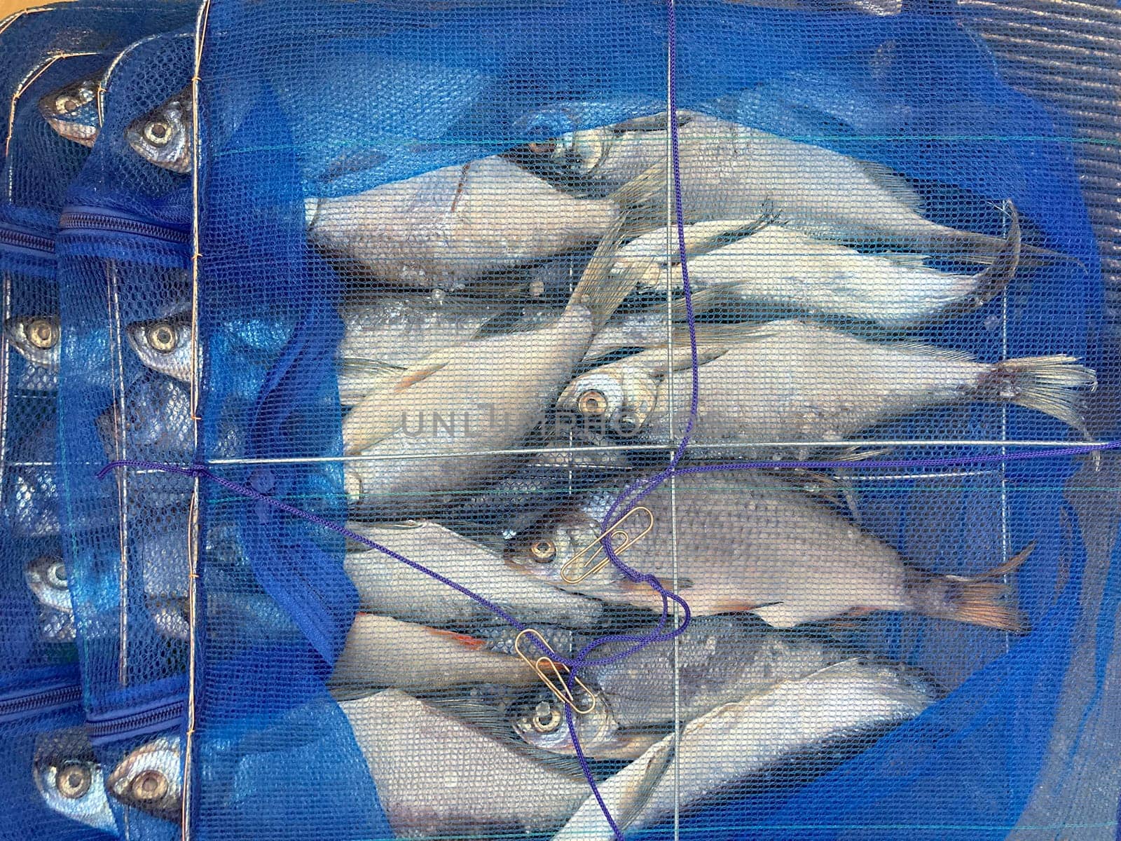 Drying salted fish for the jerky