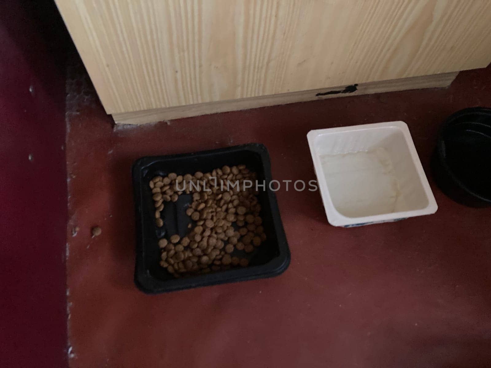 Food feeder for dogs and cats in the house by architectphd