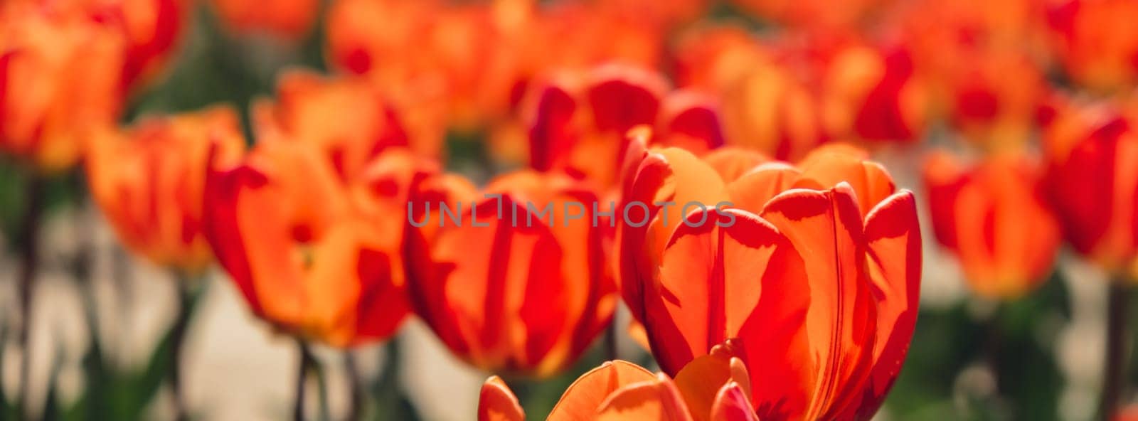 Tulip flowers blooming in the garden field landscape. Stripped tulips growing in flourish meadow sunny day Keukenhof. Beautiful spring garden with many red tulips outdoors. Blooming floral park in sunrise light. Natural floral pattern by anna_stasiia