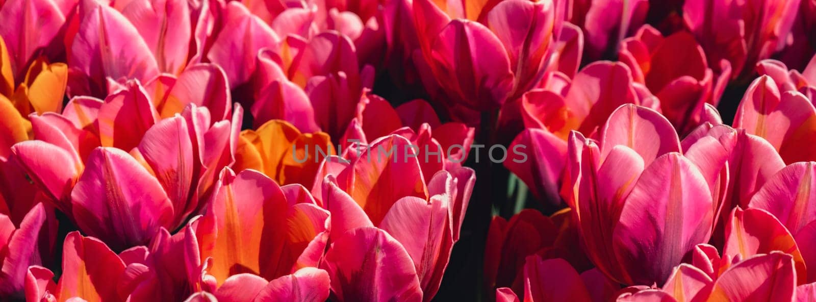 Pink Tulip flowers blooming in the garden field landscape. Beautiful spring garden with many red tulips outdoors. Blooming floral park in sunrise light. Stripped tulips growing in flourish meadow sunny day Keukenhof. Natural floral pattern blowing in wind in spring