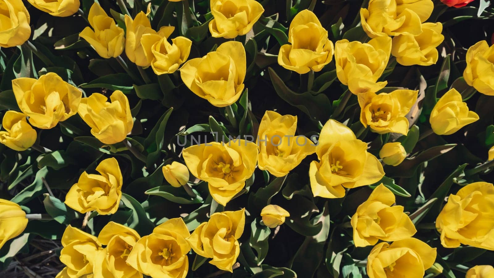 Yellow Tulip flowers blooming in the garden field landscape. Beautiful spring garden with many Yellow tulips outdoors. Blooming floral park in sunrise light. Stripped tulips growing in flourish meadow sunny day Keukenhof. Natural floral pattern blowing in wind in spring