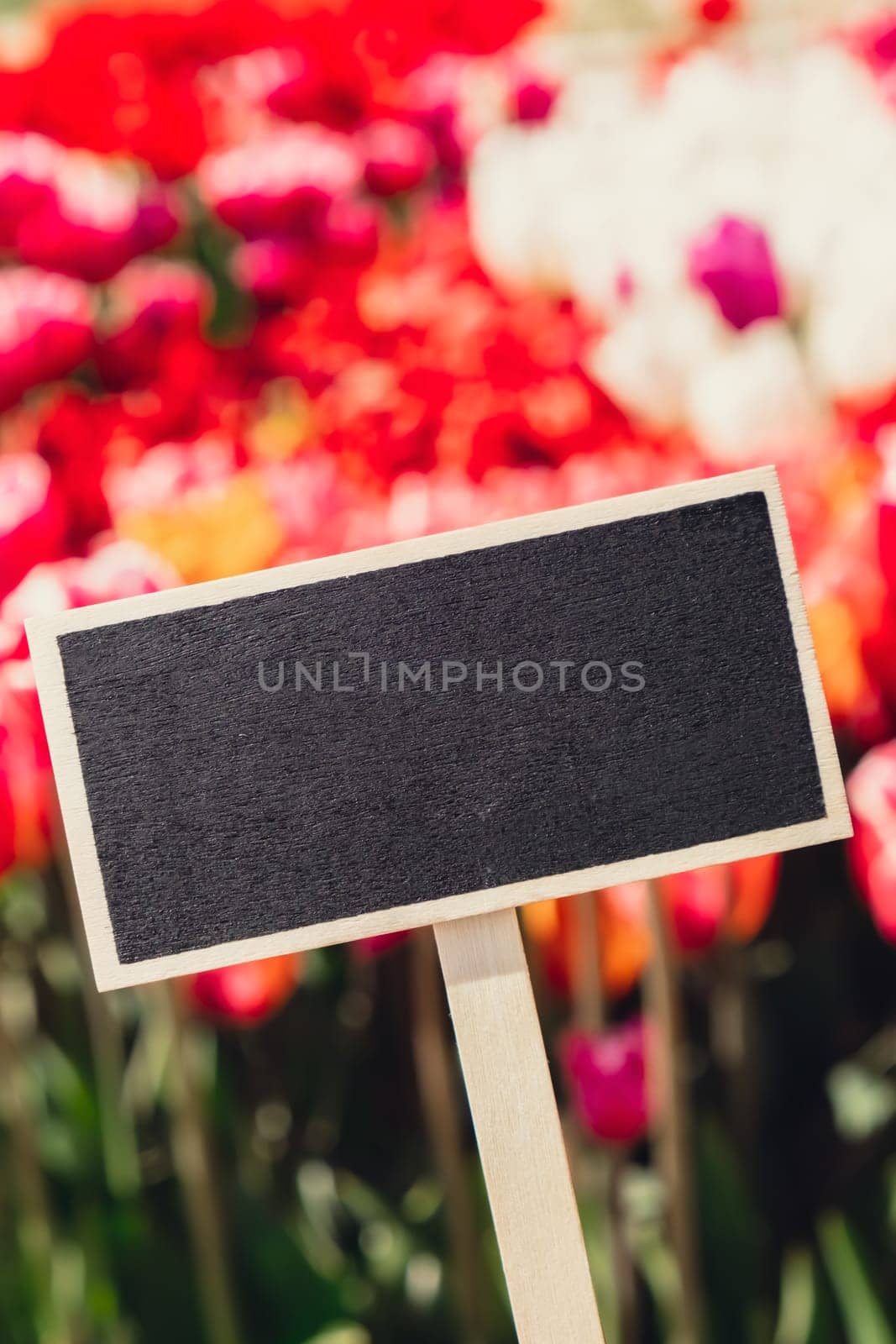 Empty blackboard copy space for your text. Pink Tulip flowers blooming in the garden field landscape. Beautiful spring garden with many red tulips outdoors. Blooming floral park in sunrise light. Stripped tulips growing in flourish meadow sunny day Keukenhof. Natural floral pattern blowing in wind in spring