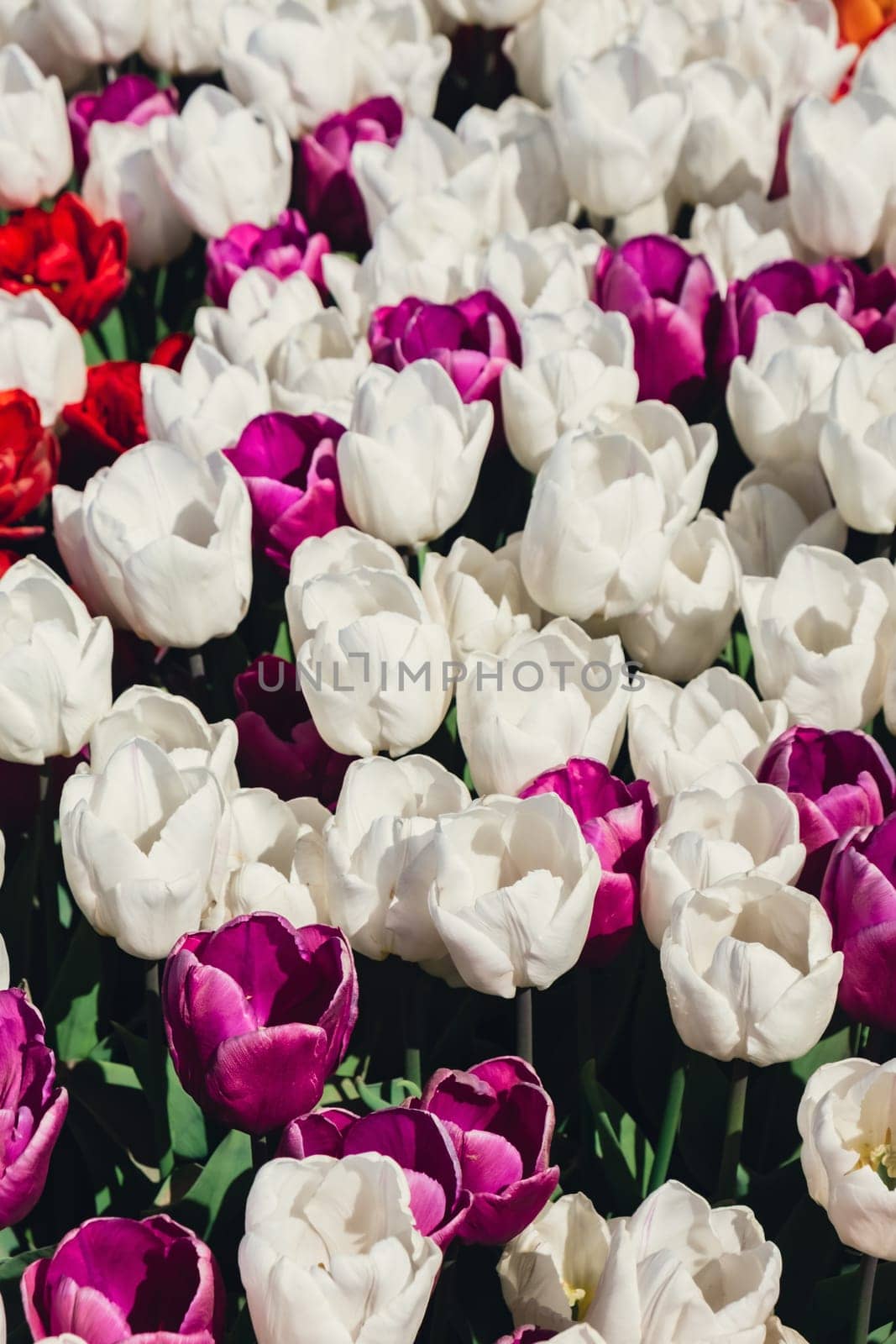 Blooming floral park in sunrise light. Colorful Tulip flowers blooming in the garden field landscape. Beautiful spring garden with many red tulips outdoors. Stripped tulips growing in flourish meadow sunny day Keukenhof. Natural floral pattern blowing in wind in spring