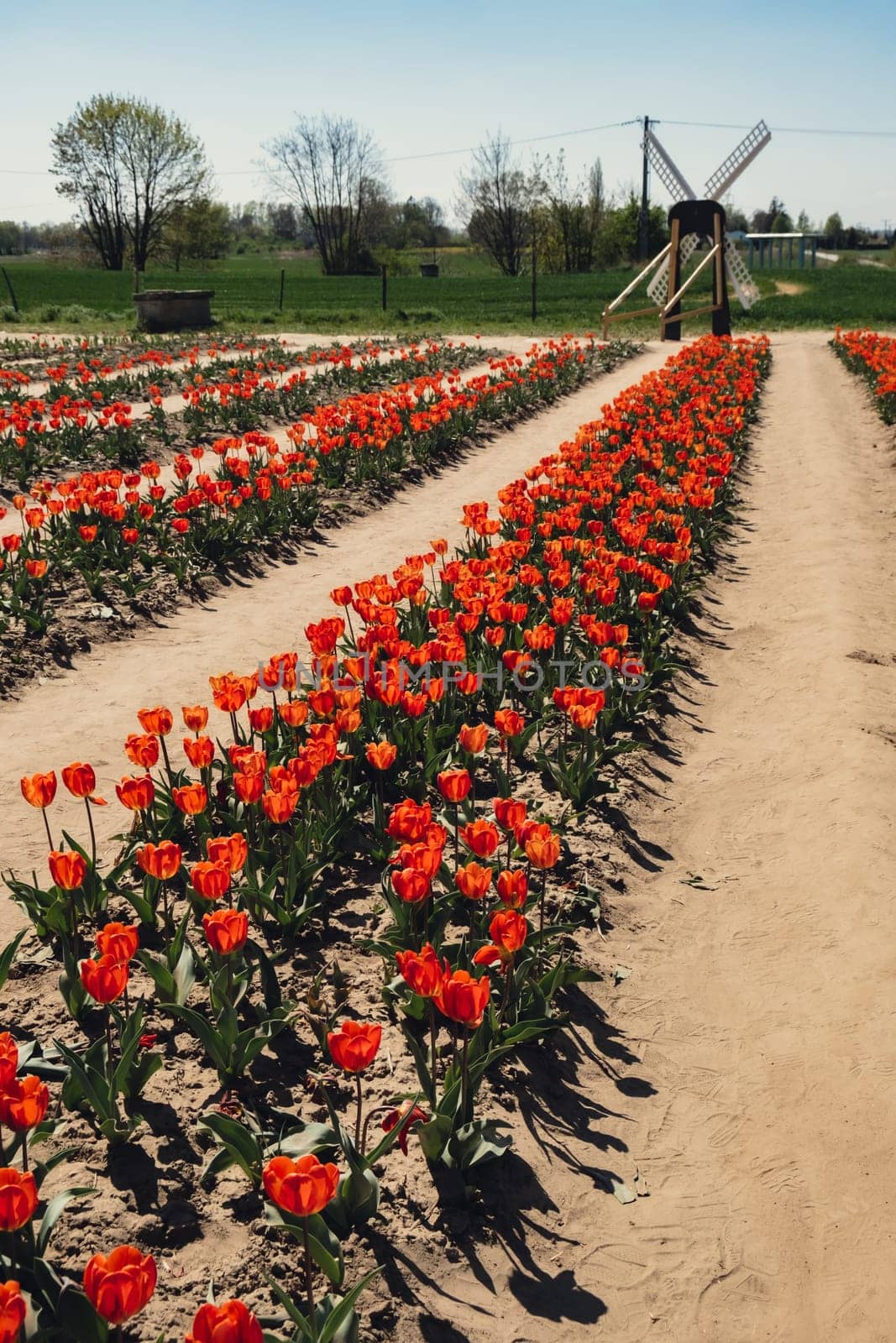 Rows of Tulip flowers blooming in the garden field landscape. Stripped tulips in a row growing in flourish meadow sunny day Keukenhof. Beautiful spring garden with many red tulips outdoors. Blooming floral park in sunrise light. Natural floral pattern blowing in wind in spring