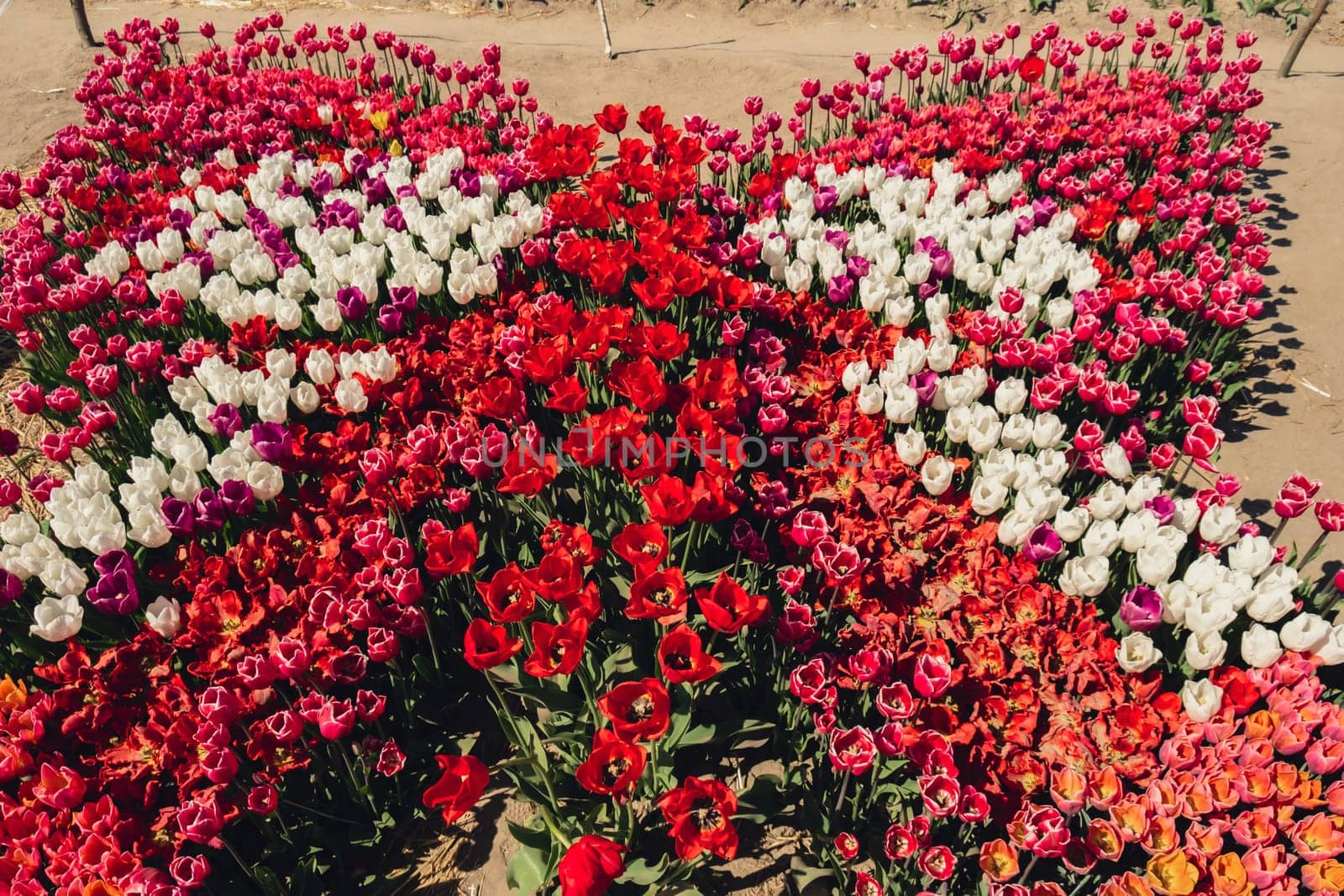 Blooming floral park in shape of tied bow. Colorful Tulip flowers blooming in the garden field landscape. Beautiful spring garden with many red tulips outdoors. Stripped tulips growing in flourish meadow sunny day Keukenhof. Natural floral pattern by anna_stasiia