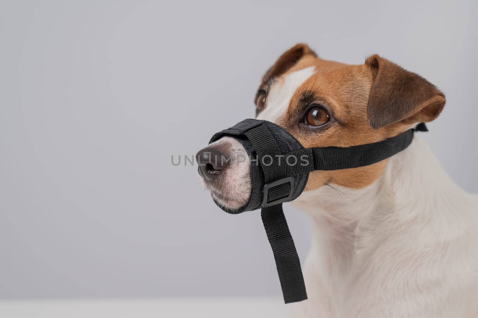 Jack Russell Terrier dog in a rag muzzle on a white background. Copy space