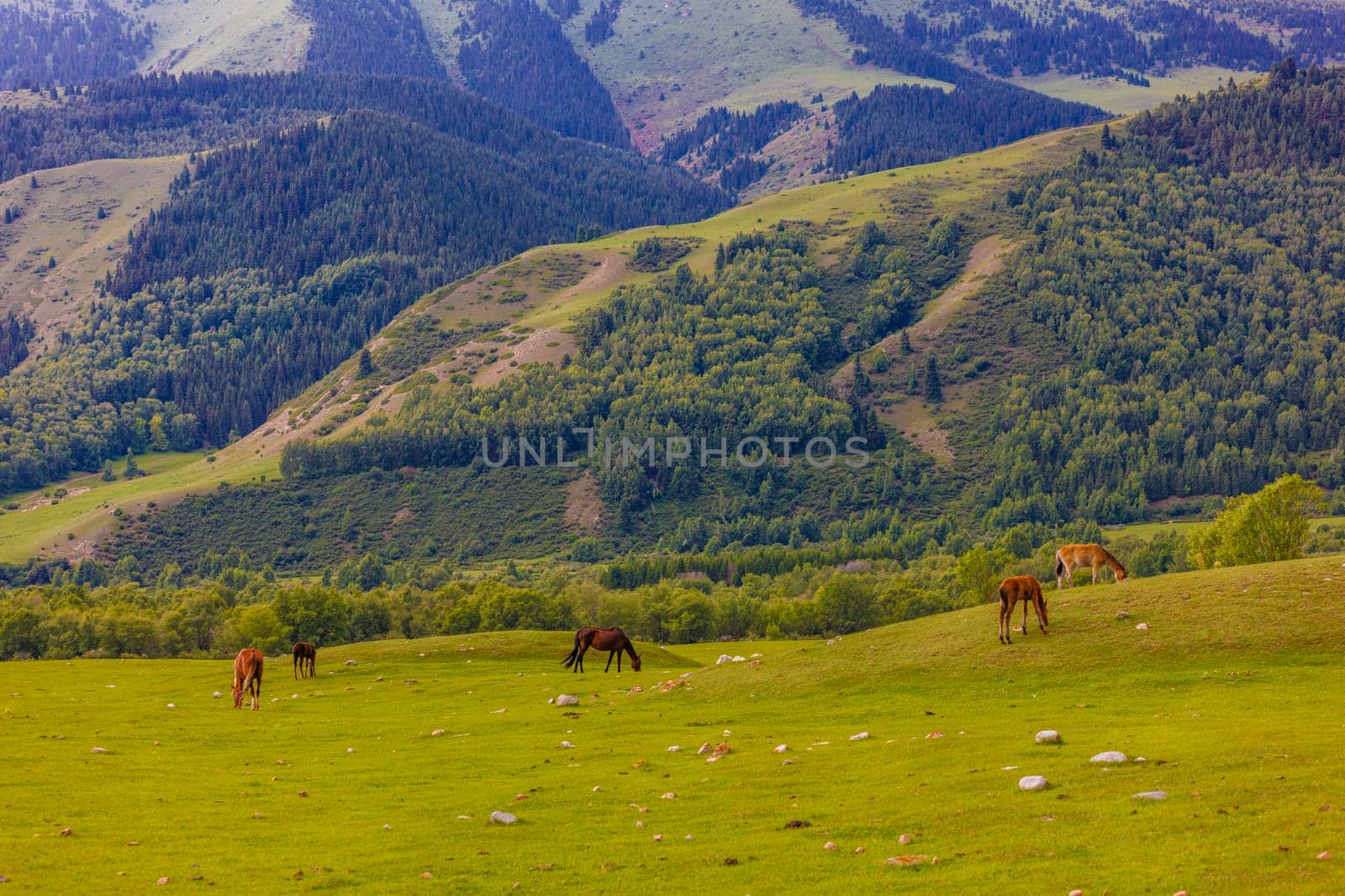 Horses graze in a grassland with mountains in the backdrop by z1b