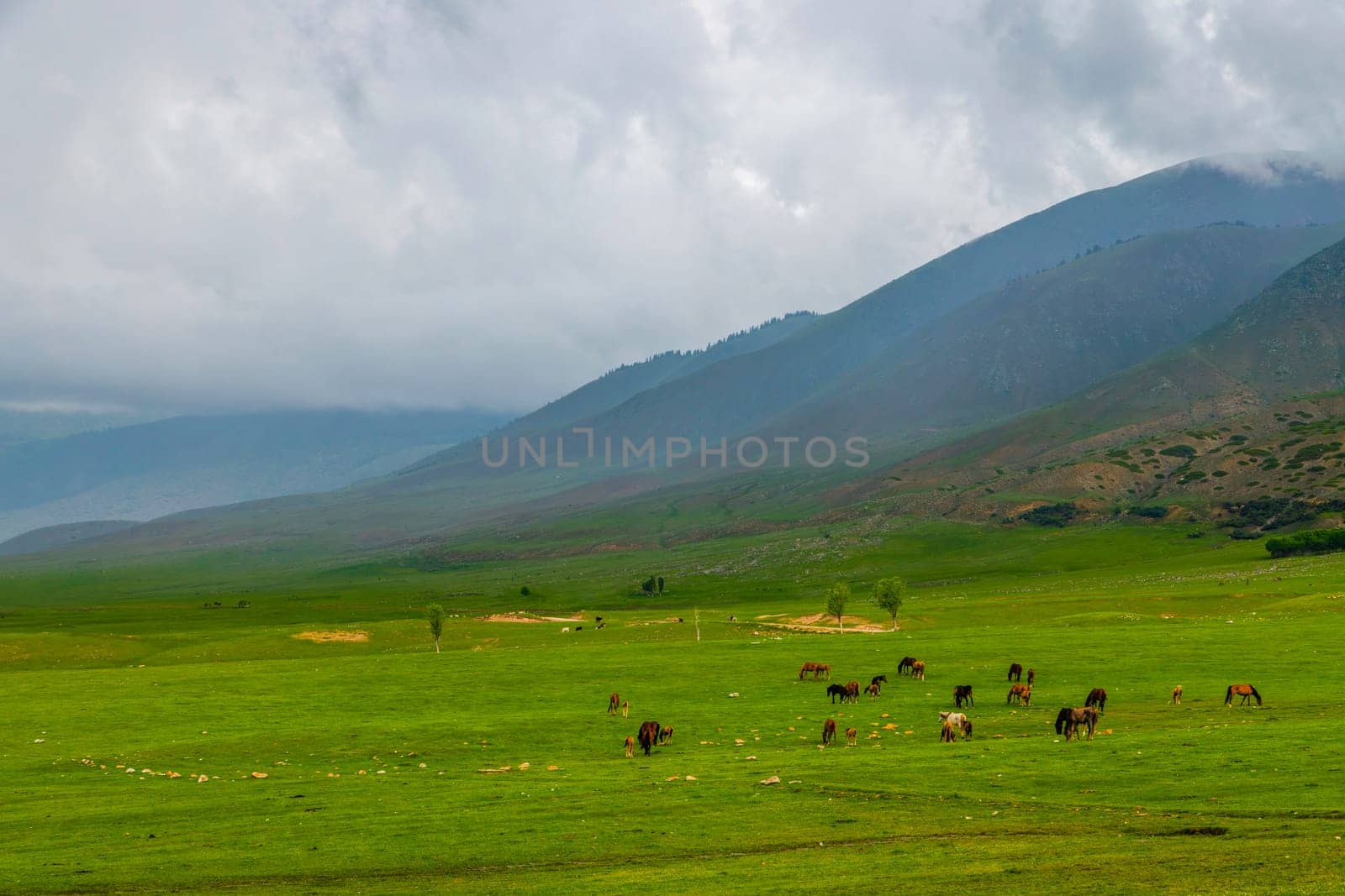 Herd of horses grazing in grassy field with mountains in the background by z1b