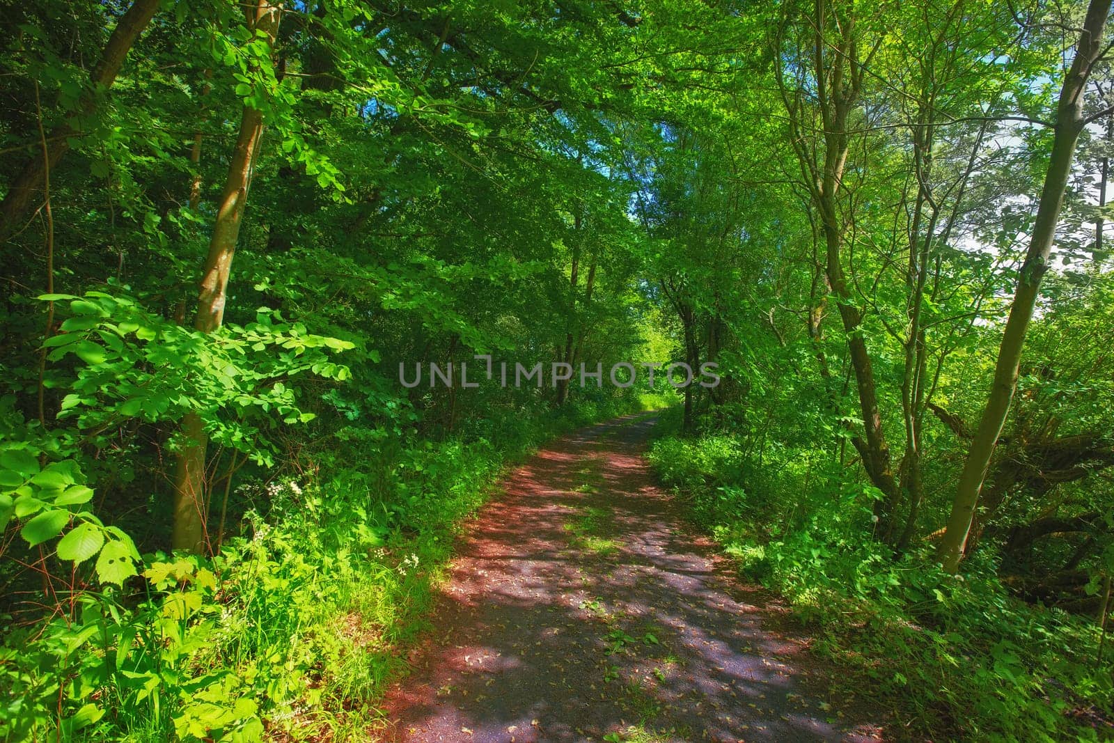 Environment, forest and path with trees in summer for conservation or sustainability of ecosystem. Jungle, landscape and dirt road with rainforest or woods for adventure, exploration and hiking by YuriArcurs