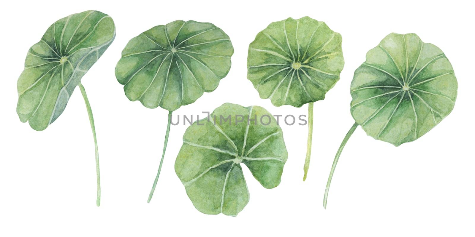 Centella asiatica, gotu cola leaves set. Hand drawn pennyworth perennial plant watercolor clipart, isolated elements bundle for cosmetics, packaging, beauty, labels, herbal dietary supplements