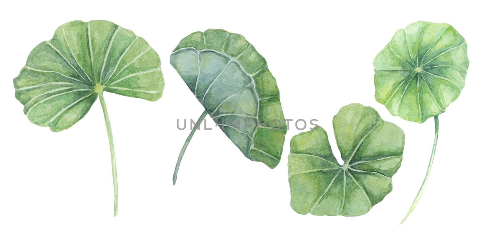 Centella asiatica, gotu cola leaves set. Hand drawn Indian pennyworth plant watercolor clipart, isolated elements bundle for cosmetics, packaging, beauty, tags, labels, herbal dietary supplements