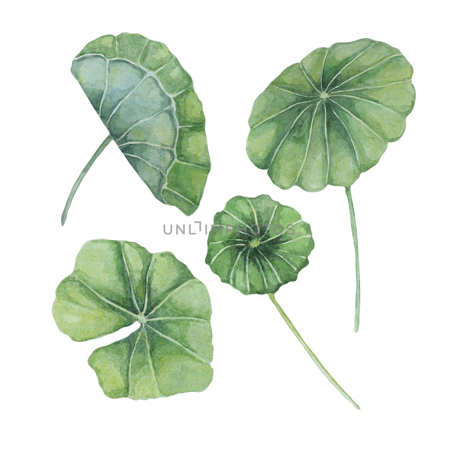 Centella asiatica, gotu cola leaves set. Hand drawn Asiatic pennywort watercolor botanical illustration, isolated elements bundle for cosmetics, packaging, beauty, labels, herbal dietary supplements
